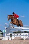 Horse in Show Jumping Competition