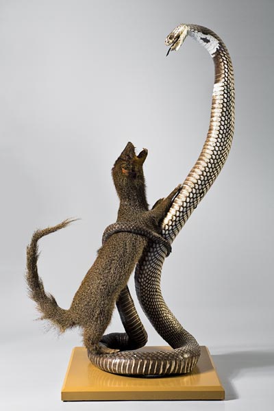 Mangouste